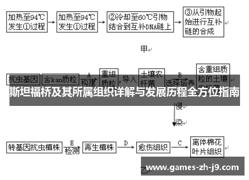 斯坦福桥及其所属组织详解与发展历程全方位指南
